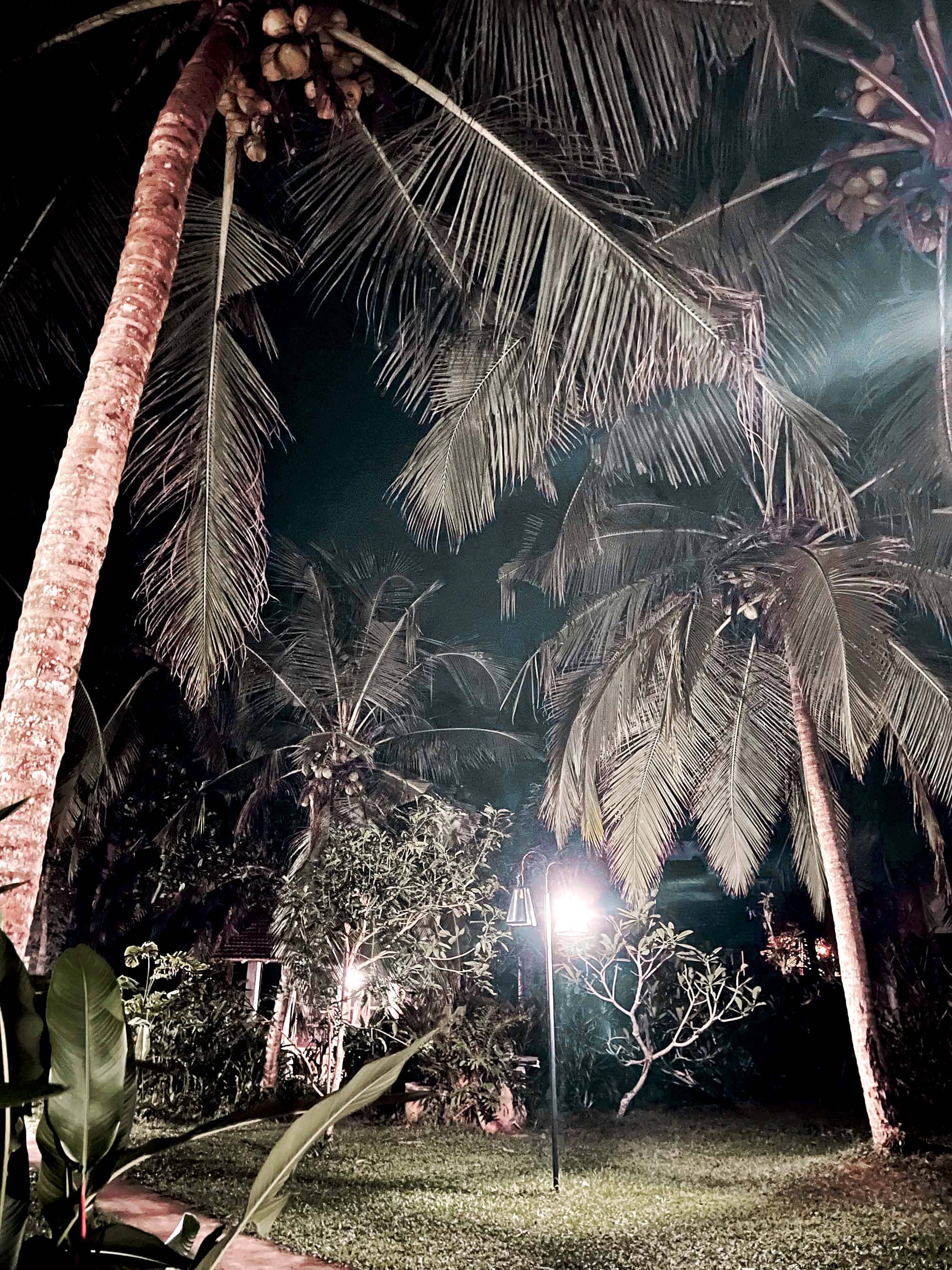 night in garden