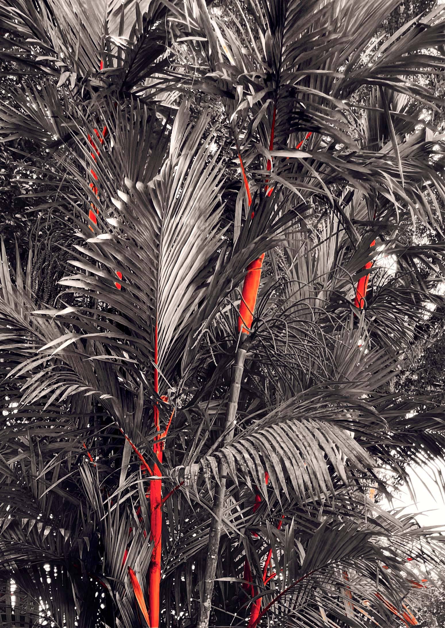 tropical bush