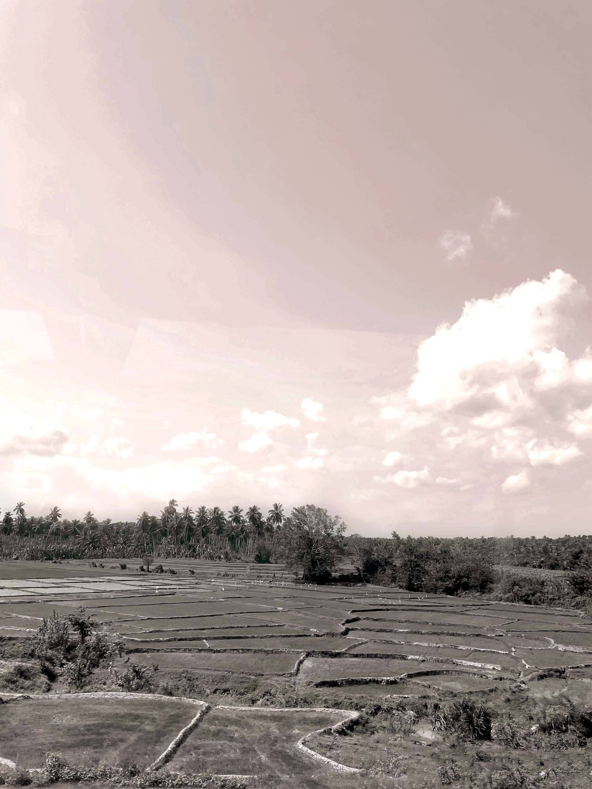rice fields