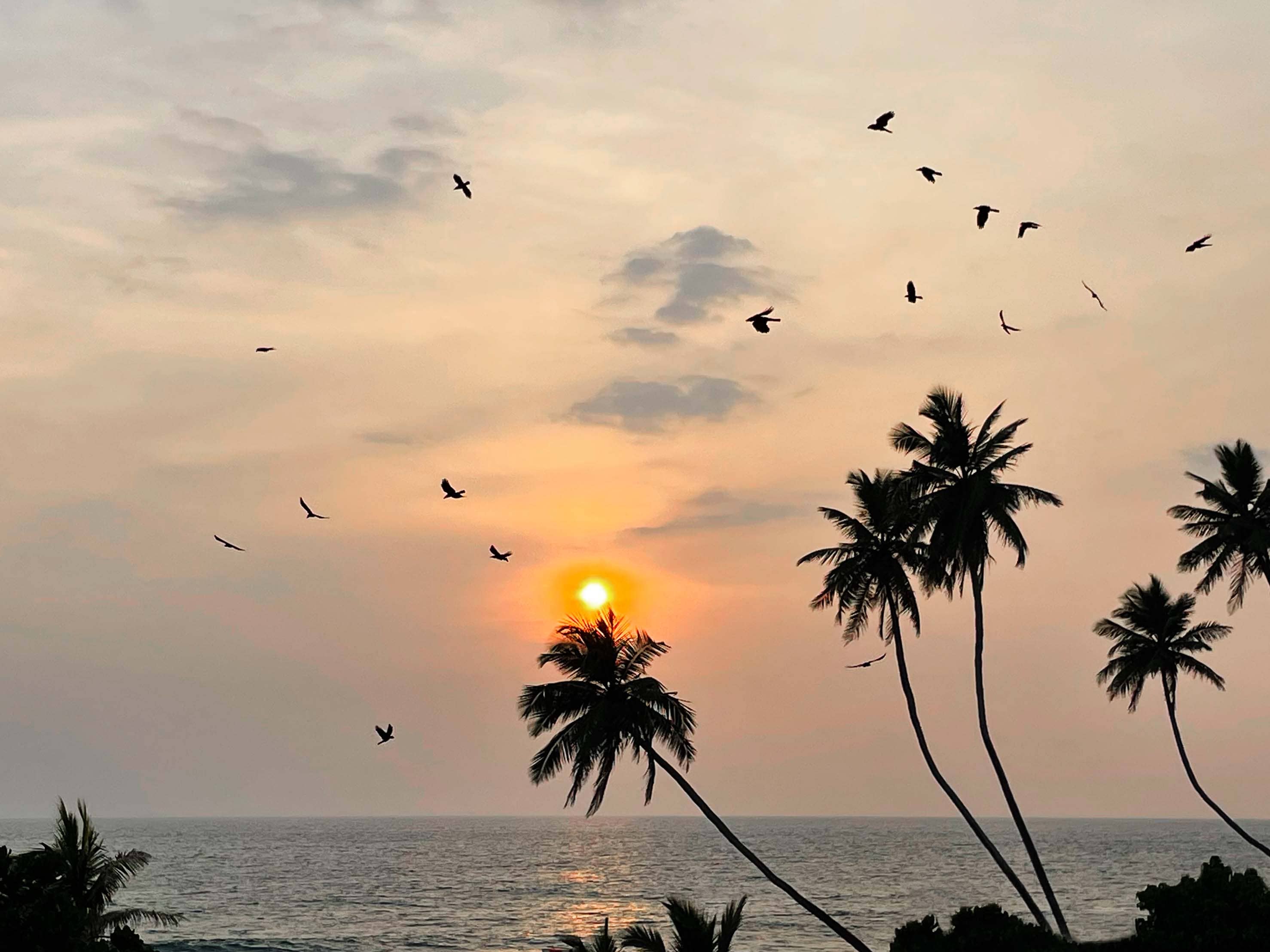 sunset, birds, palm trees