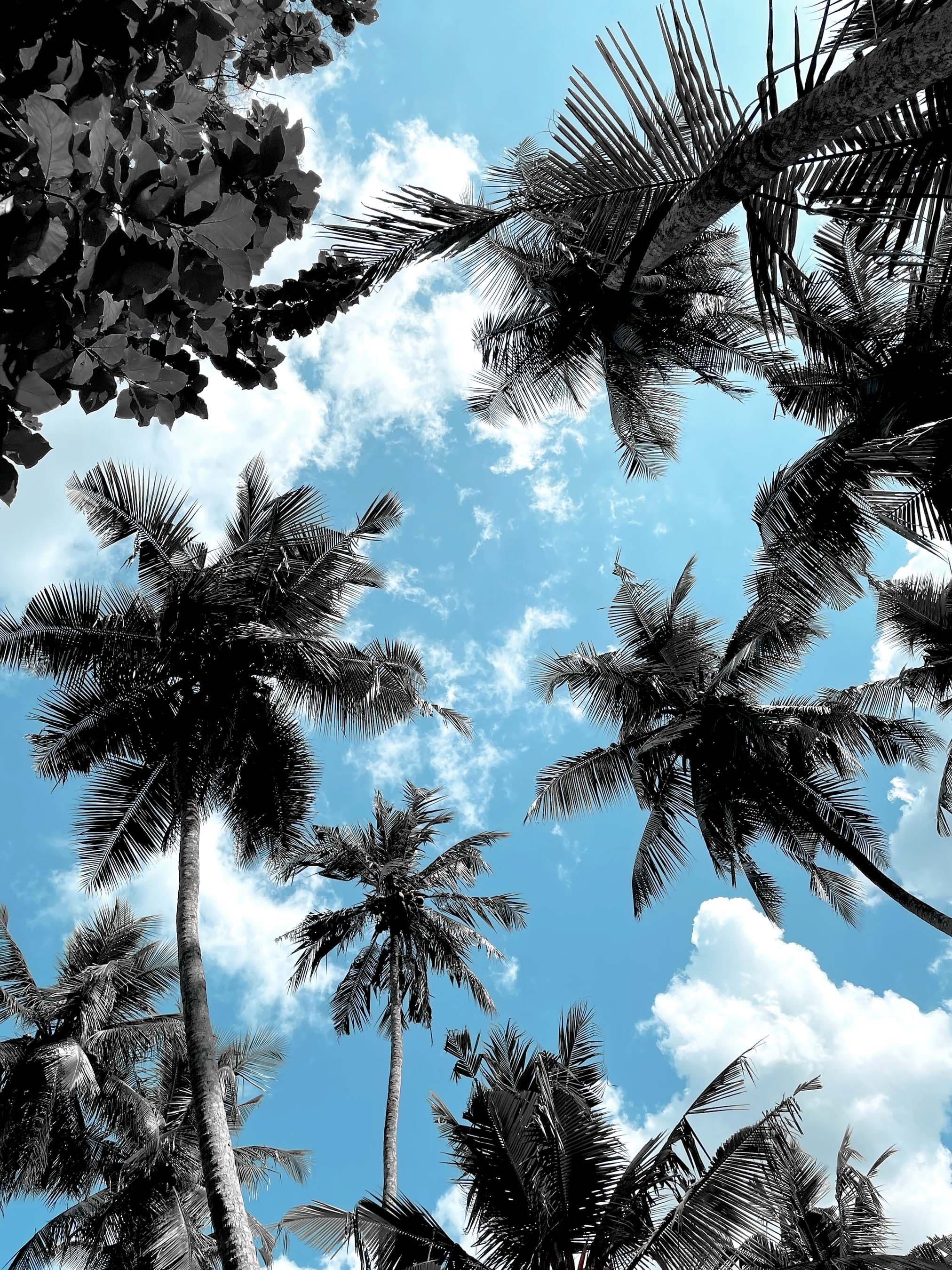 palm trees reach the sky