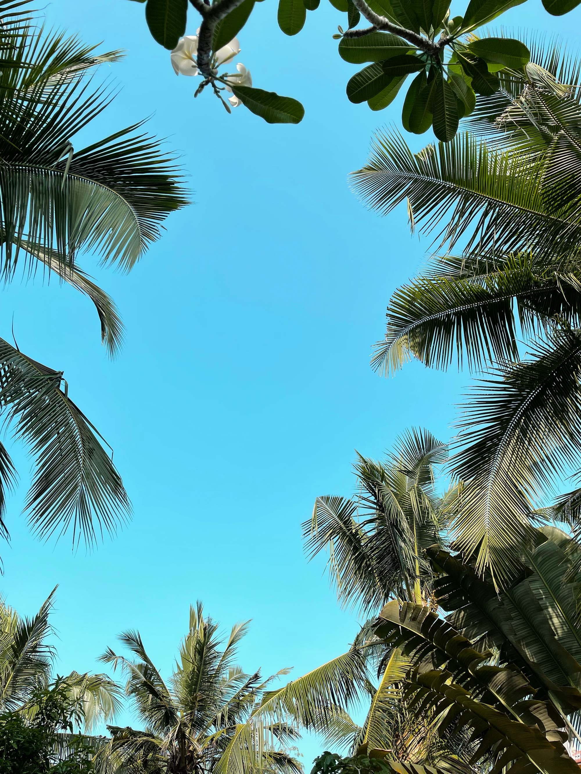 palm trees around
